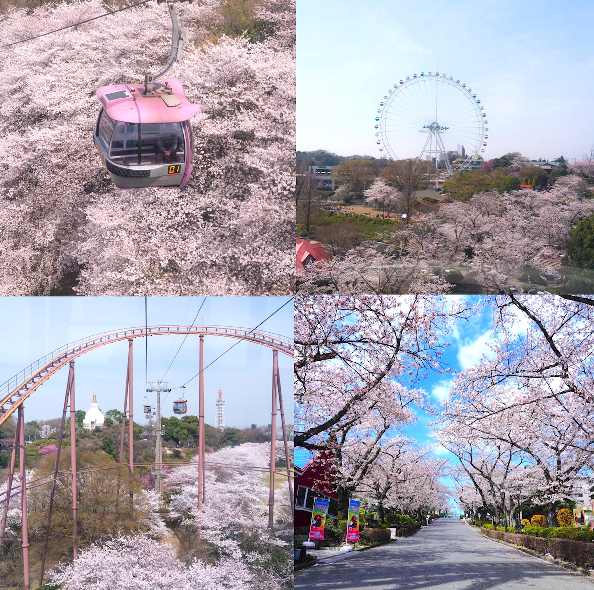 yomiuriland_sakura