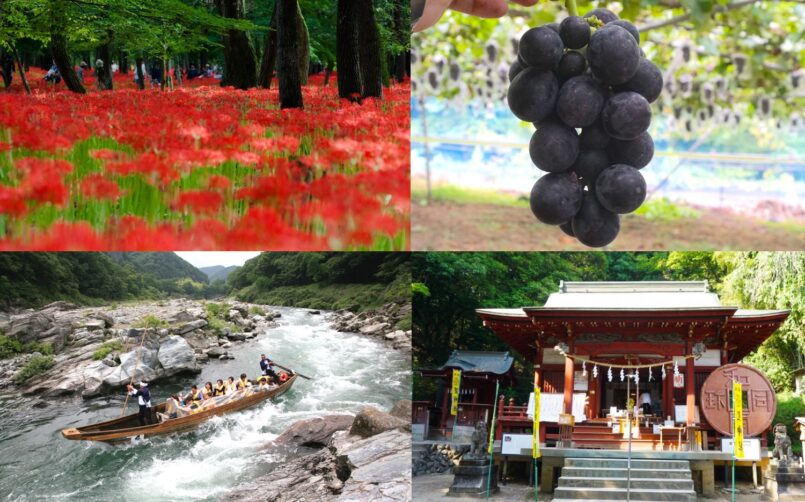 Saitama: ชมทุ่งดอกพลับพลึงแดง เก็บองุ่นเคียวโฮ ล่องเรือลัดหุบเขา ขอพรเรื่องเงินทอง