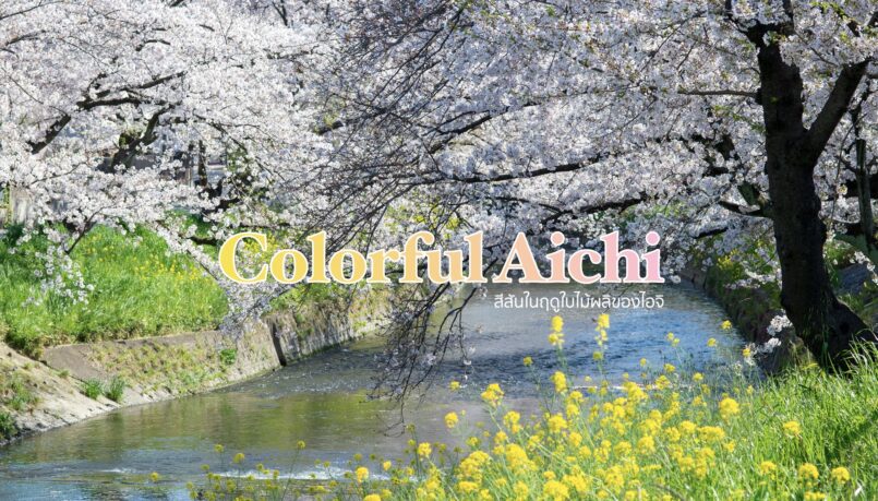 Aichi: แนะนำ 3 จุดชมดอกไม้ในฤดูใบไม้ผลิของจ.ไอจิ
