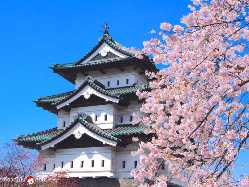เทศกาลชมซากุระที่ปราสาท Hirosaki จังหวัด Aomori ประจำปี ชมได้ตั้งแต่ปลายเมษา
