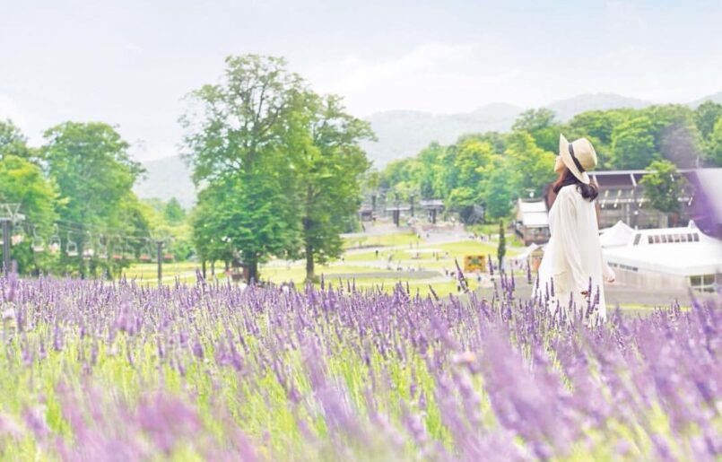 ชมทุ่งลาเวนเดอร์ Tambara ที่จังหวัดกุนมะ ไปจากโตเกียวได้ เปิดให้เข้าชมก.ค.