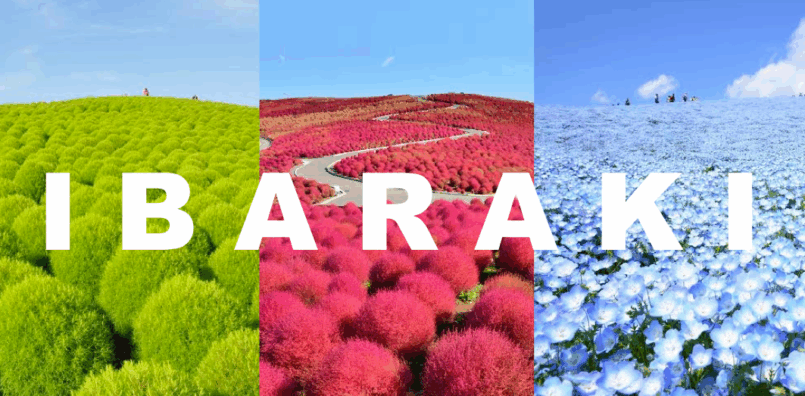 จังหวัดอิบารากิชวนชมทุ่งสวยที่ Hitachi Seaside Park รวมพืชมหัศจรรย์แห่งฤดูใบไม้ผลิและใบไม้ร่วง
