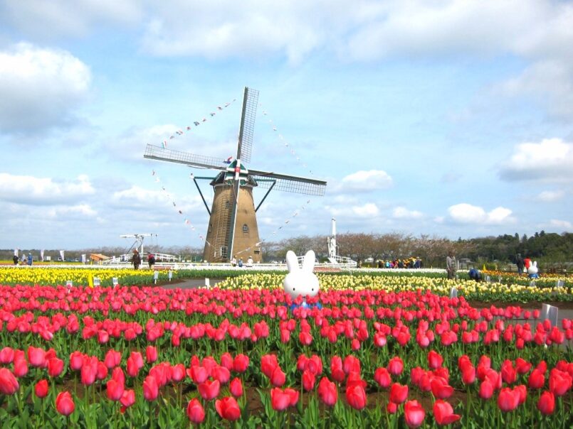 เทศกาลชมดอกทิวลิป Sakura Tulip Festa ที่จังหวัด Chiba จัดถึง เม.ย.