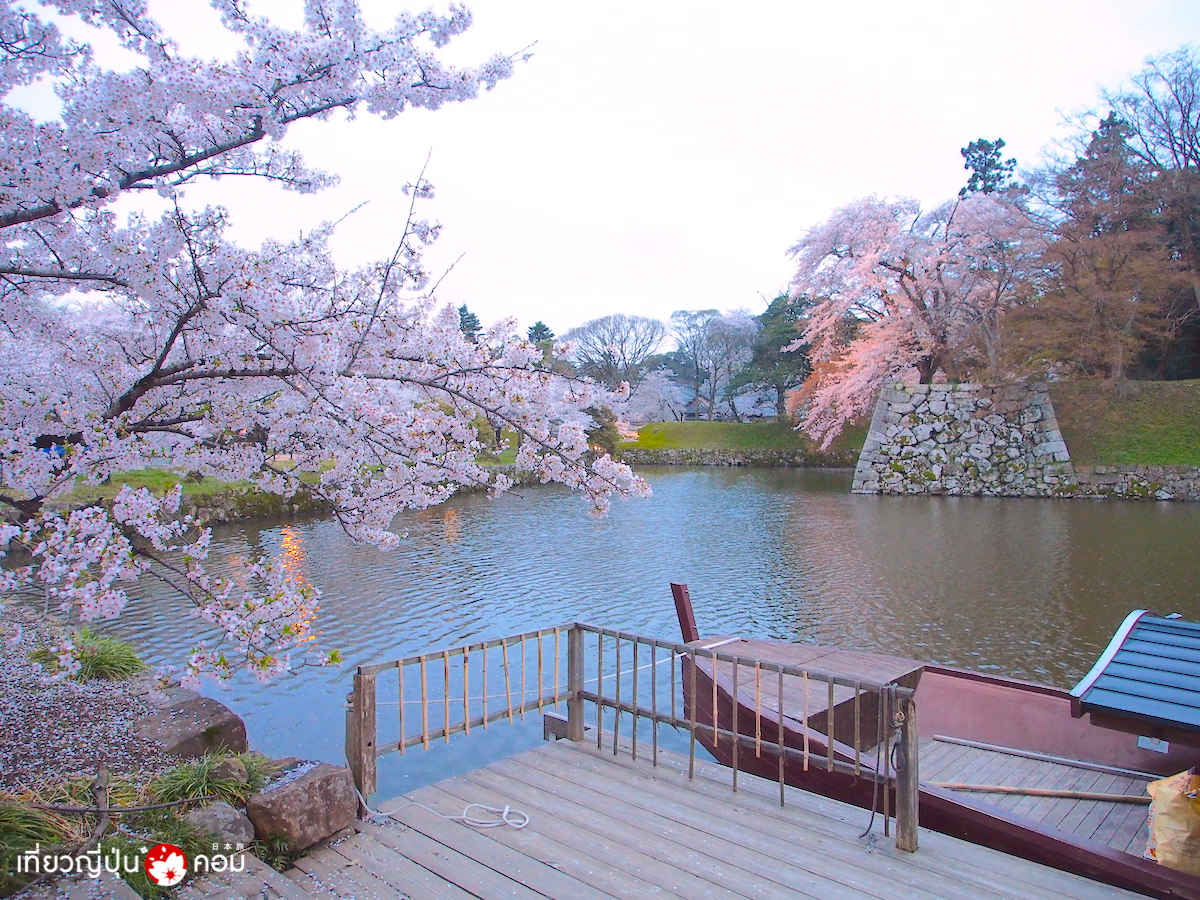 Hikone Sakura 04