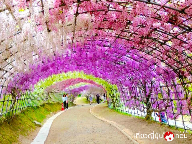 เที่ยวสวน Kawachi Fujien ชมดอกฟุจิ วิสทีเรีย ที่ Fukuoka เปิดให้ชม 21 เม.ย.