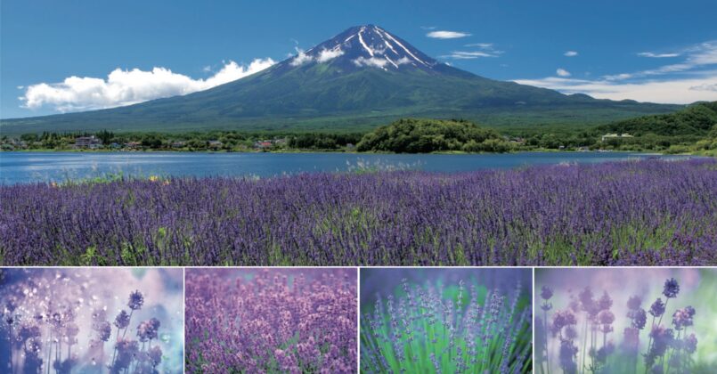 ทุ่งลาเวนเดอร์ที่งาน Fuji Kawaguchiko Herb Festival ชมได้ถึงก.ค.
