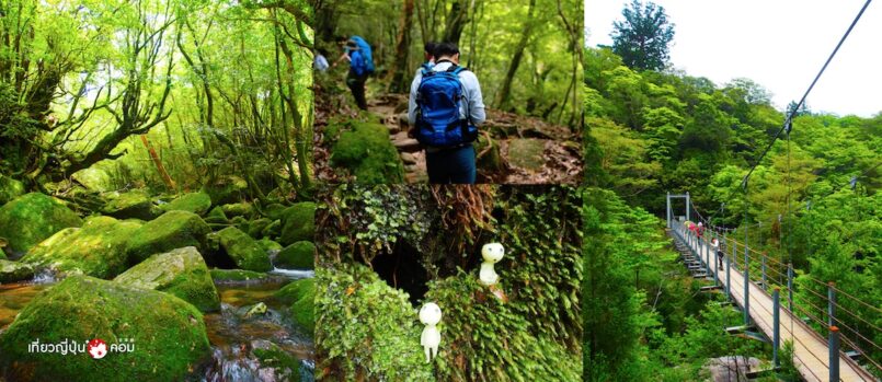 Kagoshima: เที่ยวมรดกโลกทางธรรมชาติที่เกาะ Yakushima