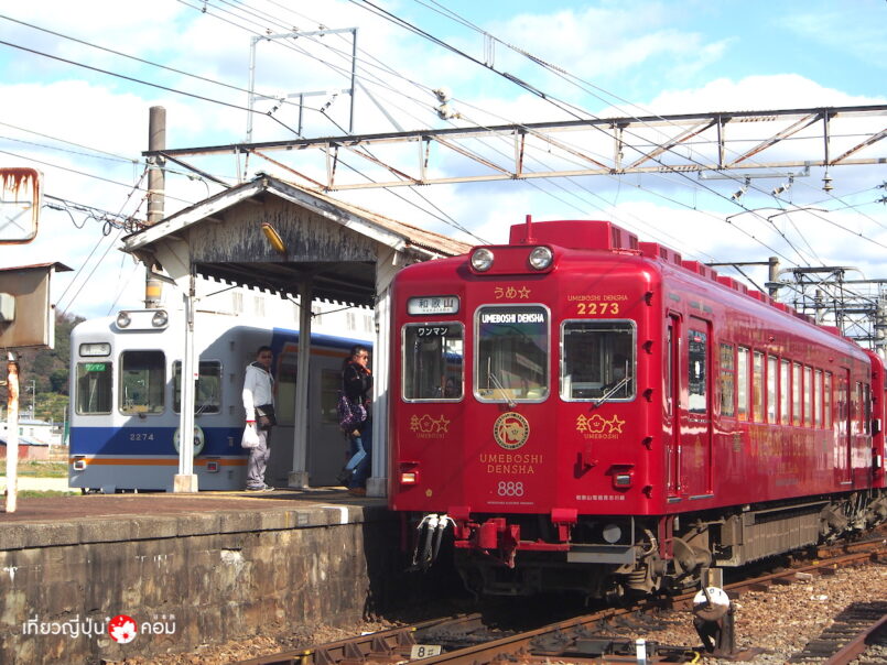 ตะลุยคันไซ ปลายหนาวต้นผลิ ตอน 2: แวะสถานีเหมียว เกี่ยวสตรอเบอร์รี่ ที่ Wakayama