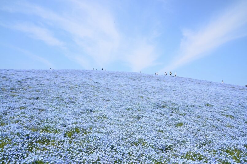 ทุ่งดอกสีฟ้า Nemophila ที่สวน Hitachi Seaside Park ชมได้สวยตั้งแต่ปลายเมษา