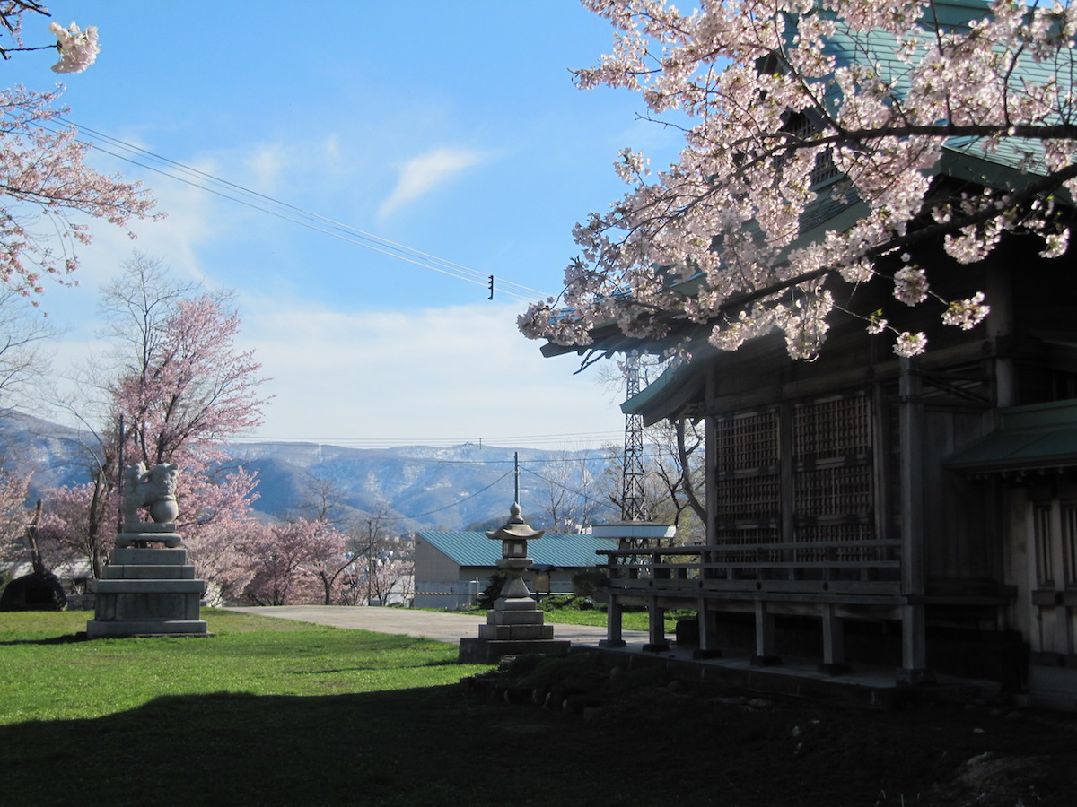 otaru_sakura 06