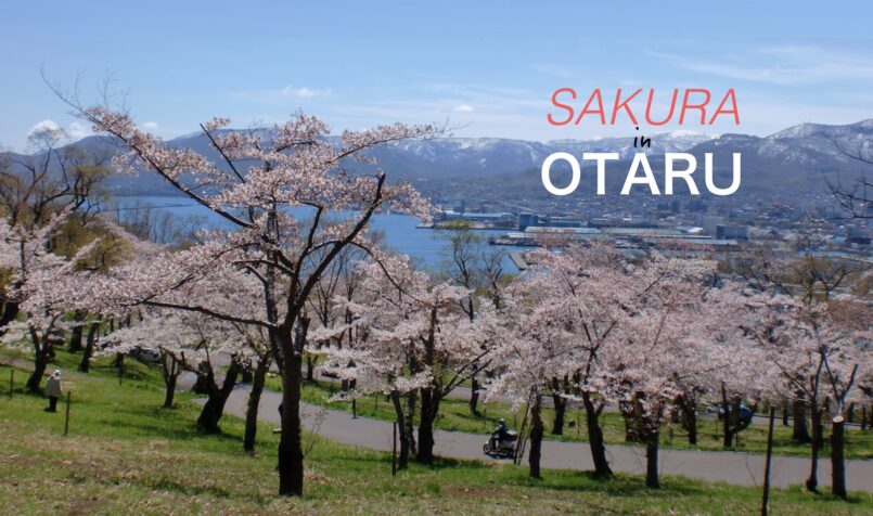 แนะนำสถานที่ชมซากุระ ที่เมือง Otaru เกาะฮอกไกโด | Yak Pai Hokkaido