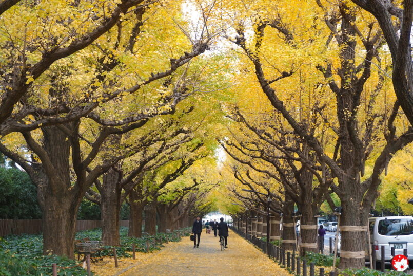 เทศกาลชมแนวต้นแปะก๊วยที่ Jingu Gaien กรุงโตเกียว เริ่มชมได้กลางพ.ย.