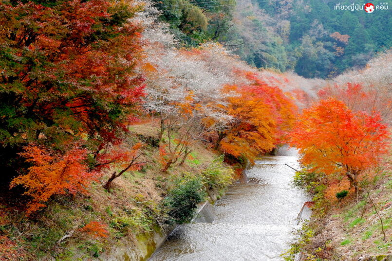 ชมซากุระบานพร้อมใบไม้เปลี่ยนสี ที่เมือง Obara ตลอดเดือนพ.ย. มาได้จาก Nagoya