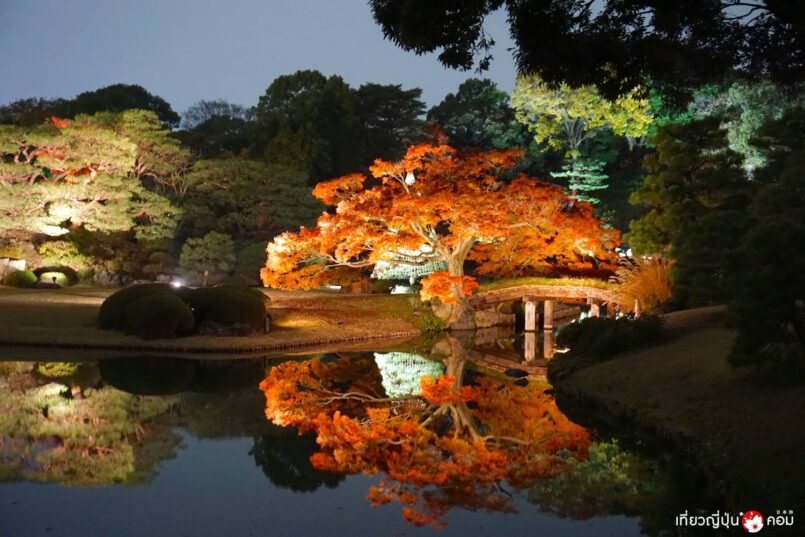 ชมใบไม้เปลี่ยนสีที่ Rikugien สวนสวยใจกลางโตเกียว มีประดับไฟตอนกลางคืน