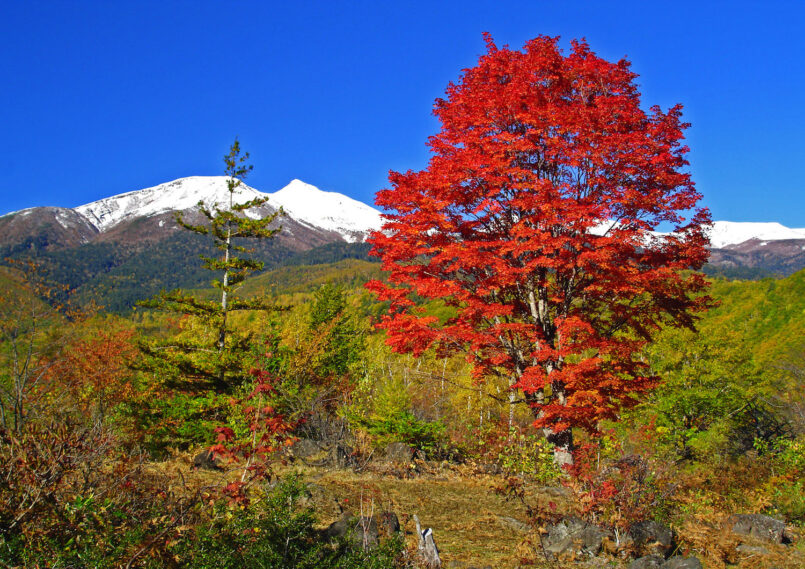 ตะลุยเที่ยวเขต Japan Alps ช่วงใบไม้เปลี่ยนสี ตอน 1: Norikura – Matsumoto
