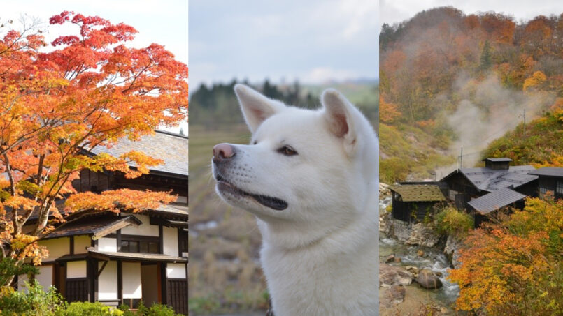 Akita: 4 เมืองสวย ชมใบไม้เปลี่ยนสีสุดฟิน พร้อมแหล่งกินเที่ยว ทั่วจังหวัดอะกิตะ
