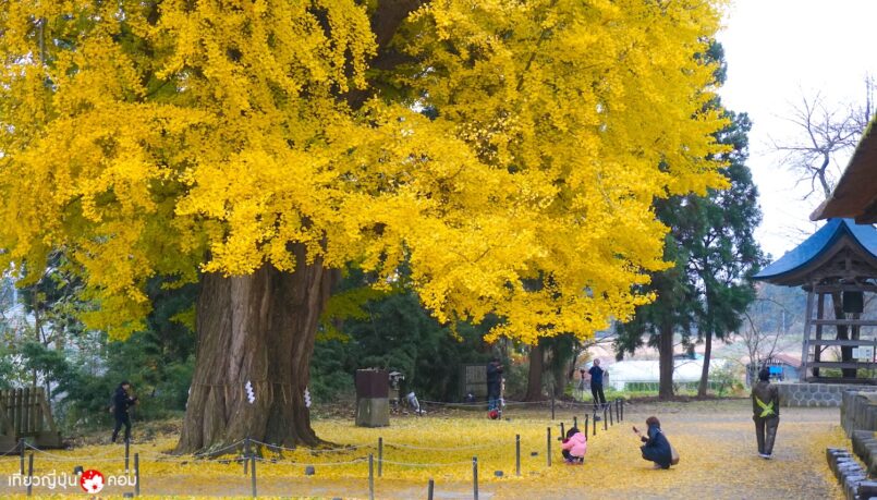 Fukushima: ชมต้นแปะก๊วยยักษ์ อายุ 800 ปีที่ศาลเจ้า Shingu Kumano