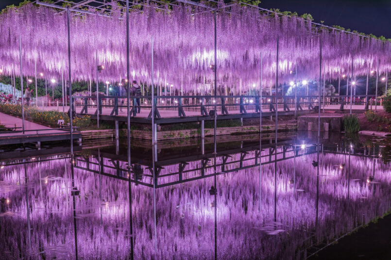 งาน The Great Wisteria Festival ที่สวนดอกไม้ Ashikaga จังหวัด Tochigi