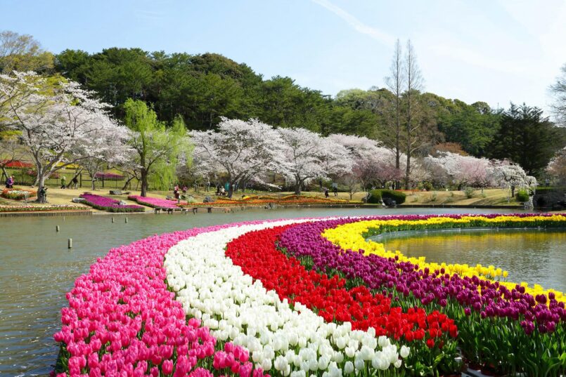 เทศกาลดอกไม้ Lake Hamana Flower Festa ที่เมือง Hamamatsu จังหวัด Shizuoka