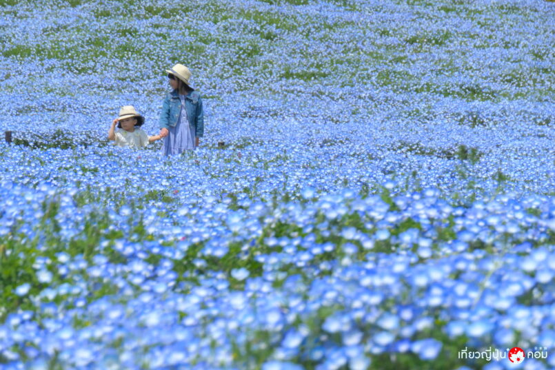 ชมทุ่งดอกสีฟ้าเนโมฟิลลา ที่สวน Uminonaka จังหวัด Fukuoka เมษานี้