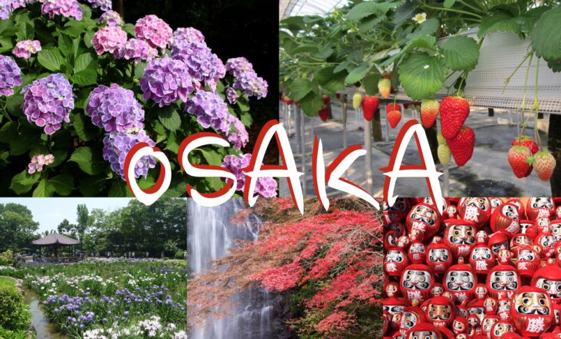 แนะนำสถานที่ชมดอกไม้ เก็บสตรอเบอร์รี่ พร้อมแหล่งเที่ยวที่ซ่อนตัวอยู่ในโอซาก้า !!