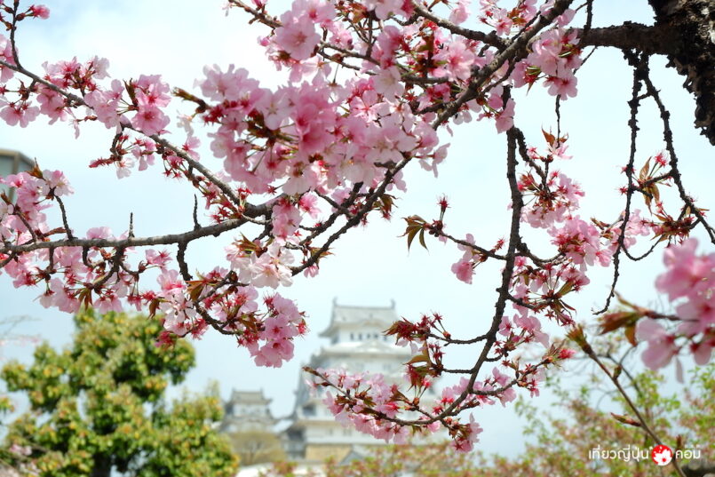 แนะนำ 3 เมืองท่องเที่ยว ไป-กลับจากโอซาก้าได้ใน 1 วัน ด้วยตั๋วรถไฟ JR Kansai Wide Area Pass