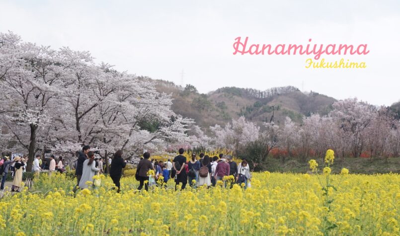 Fukushima: ชมซากุระและดอกไม้นานพันธุ์ที่สวน Hanamiyama