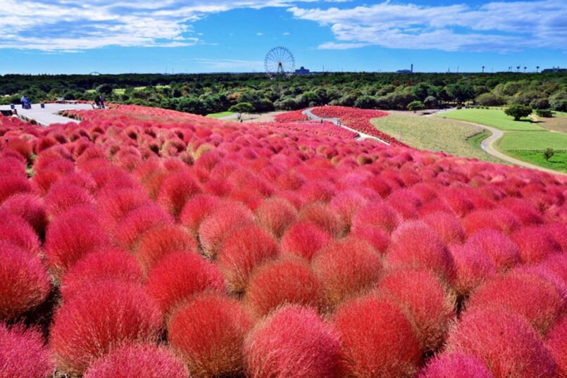เทศกาล Kochia Carnival ที่สวน Hitachi Seaside จ.อิบารากิ