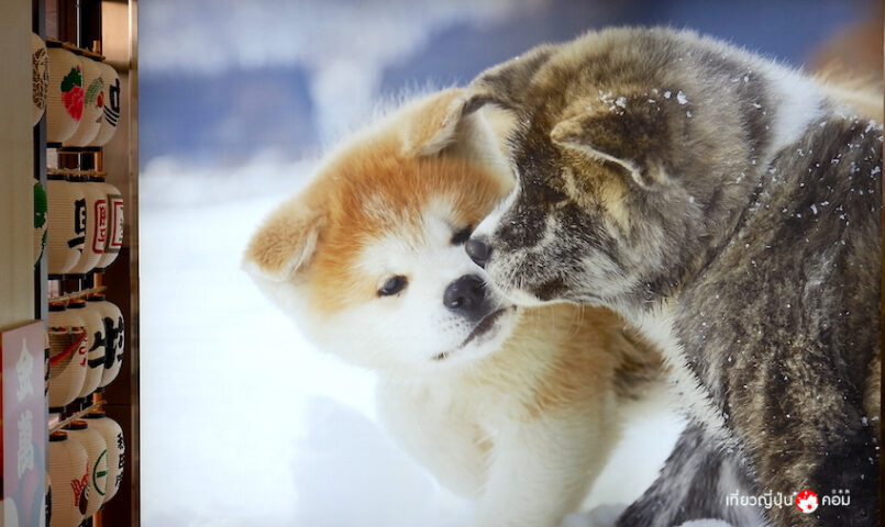 Akita : ทริปสโลว์ไลฟ์ที่ไดเซ็น ผ่อนคลายท่ามกลางธรรมชาติ และความสงบ