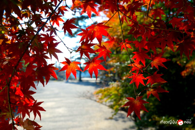 Kyushu: ตะลุยสองจังหวัดแดนใต้ ช่วงใบไม้เปลี่ยนสี : จังหวัดมิยะซะกิ (Miyazaki) ตอน 1