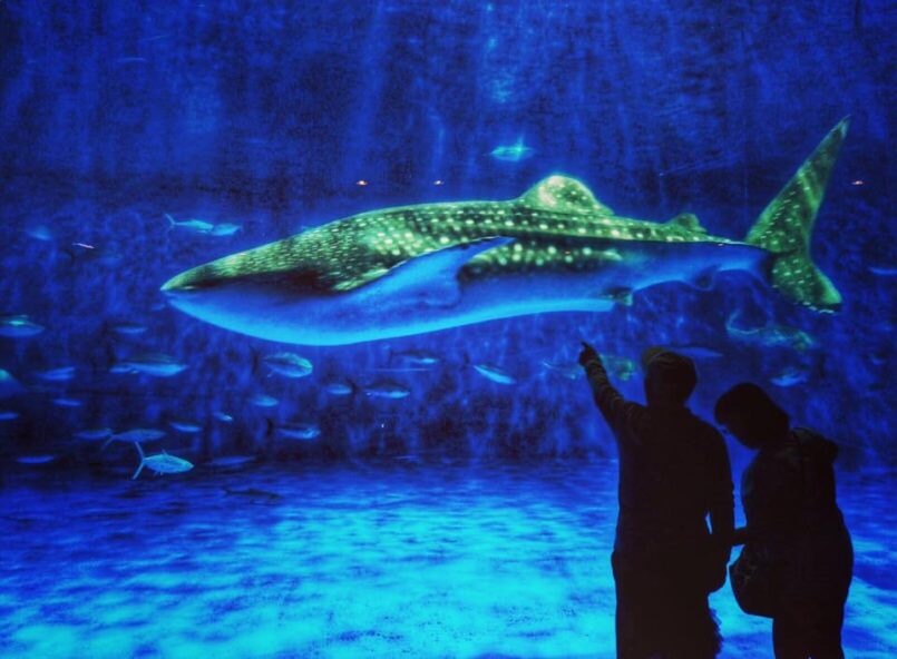 Kyushu: ตะลุยสองจังหวัดแดนใต้ ช่วงใบไม้เปลี่ยนสี : จังหวัดคาโงะชิมะ (Kagoshima)