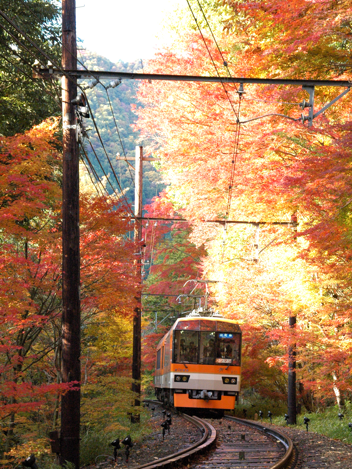 Maple Tree Tunnel