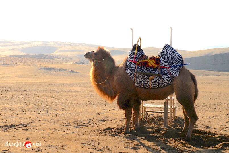 Kansai: หนึ่งวันเรียบง่ายใน Tottori เที่ยวเนินทราย แช่อนเซ็น กินซูชิจานหมุน