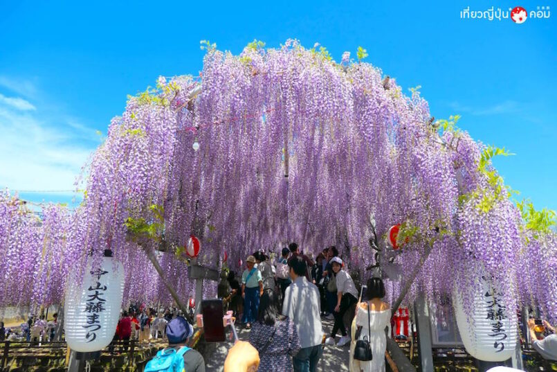 เมษานี้ชวนชมดอก Wisteria ที่ Yanagawa เมืองคลองแห่งจังหวัด Fukuoka