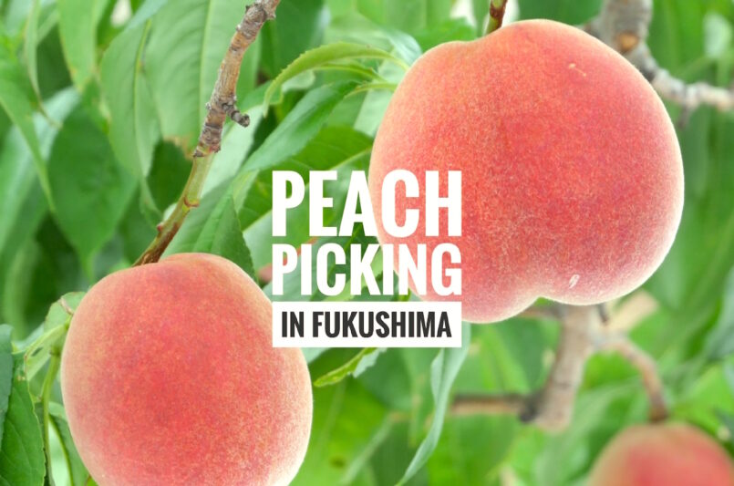 Fukushima: Peach Picking เก็บลูกพีชกินสดๆ ที่จังหวัดฟุคุชิมะ