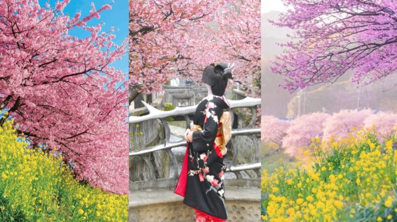 แนะนำเทศกาลชม ซากุระฤดูหนาว ก่อนใครใกล้โตเกียว ที่จังหวัด Shizuoka