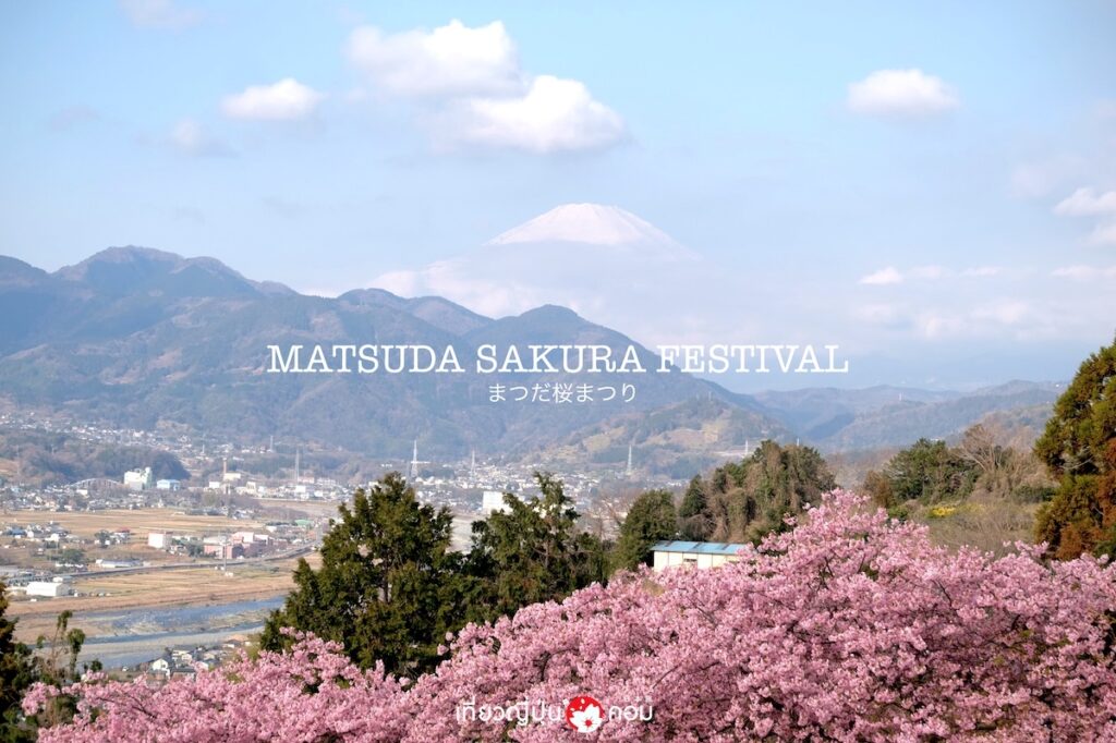 Matsuda Sakura Festival ชมซากุระแรกของปี ที่เมืองมัตสุดะ ไปง่ายจากโตเกียว