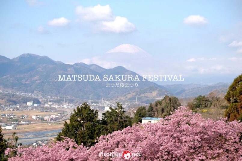 Matsuda Sakura Festival ชมซากุระแรกของปี ที่เมืองมัตสุดะ ไปง่ายจากโตเกียว