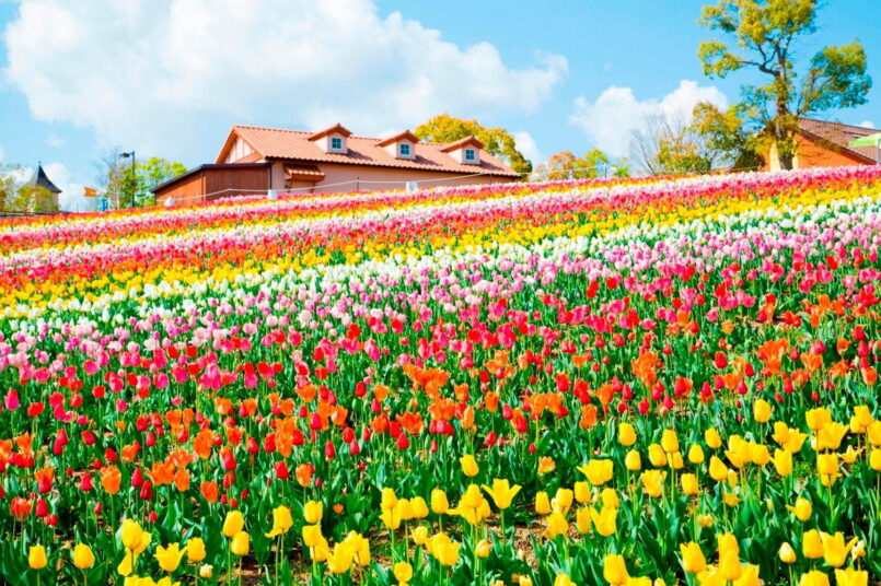 Sakai Tulip Festa ชมเทศกาลทิวลิปที่เมืองซะไค จังหวัดโอซาก้า เมษานี้