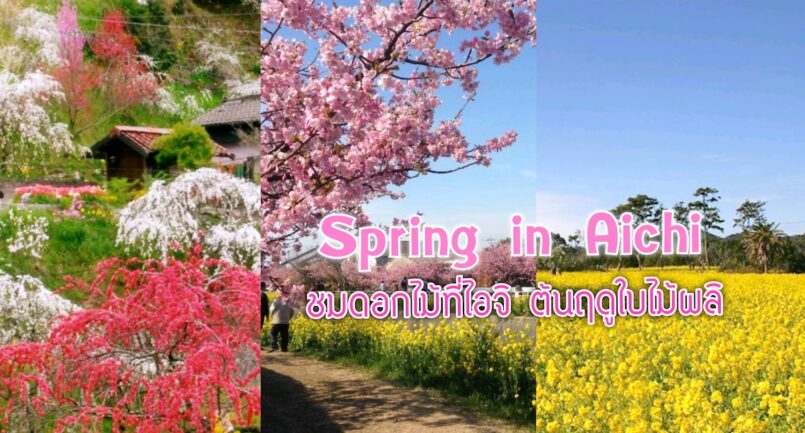 Spring in Aichi : แนะนำ 3 จุดชมดอกไม้ ช่วงต้นฤดูใบไม้ผลิ ในจังหวัดไอจิ