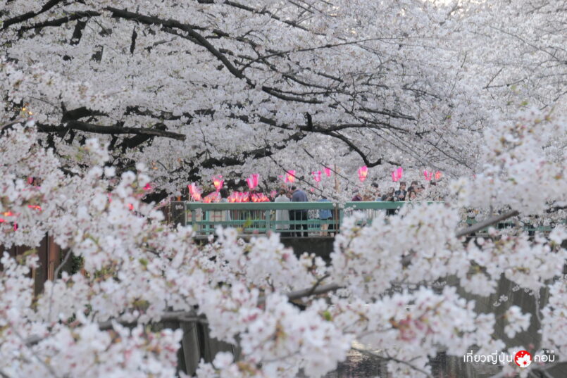 Nakameguro Sakura Festival เทศกาลชมซากุระที่คลองเมกุโระ พร้อมประดับไฟกลางคืน
