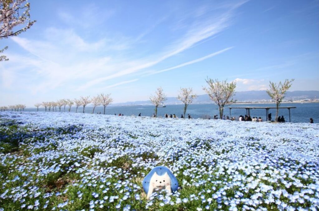 โอซาก้าก็มีทุ่งดอกเนโมฟิลลาเหมือนกัน จัดงานเทศกาลที่สวน Maishima Seaside Park