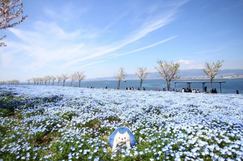 โอซาก้าก็มีทุ่งดอกเนโมฟิลลาเหมือนกัน จัดงานเทศกาลที่สวน Maishima Seaside Park