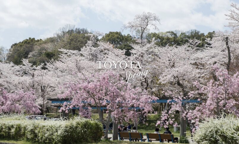 แนะนำ 4 จุดชมดอกไม้ขึ้นชื่อในเมืองโตโยต้า จ.ไอจิ ช่วงวันหยุดเดือนเมษายน
