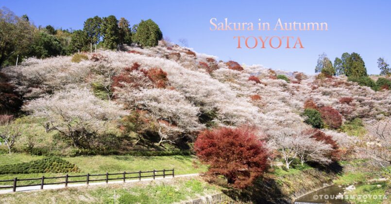 อยากไปเห็นให้ได้สักครั้งในชีวิต! ทิวทัศน์ของซากุระและใบไม้เปลี่ยนสีในเวลาเดียวกันที่สวยงามแปลกตา เมือง Toyota จ.ไอจิ
