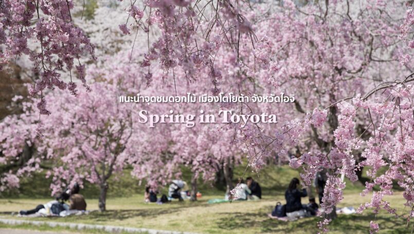 แนะนำ 3 จุดชมดอกไม้ในเมืองโตโยต้า จ.ไอจิ ความงดงามแห่งสีสันที่สร้างสรรค์โดยธรรมชาติ!