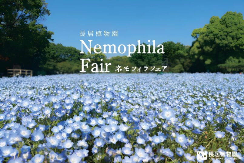 Nemophila Fair เนรมิตโลกสีฟ้าสดใสกลางโอซาก้า ที่ สวนพฤกษศาสตร์นางาอิ (Nagai Botanical Garden)