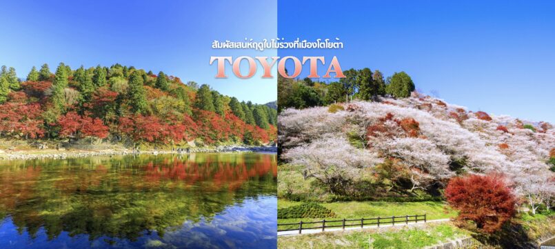 ชมซากุระกับใบไม้เปลี่ยนสีพร้อมกัน! สัมผัส 2 สุดยอดความงามแปลกตาเมืองโตโยต้า และลิ้มลองของขึ้นชื่อ