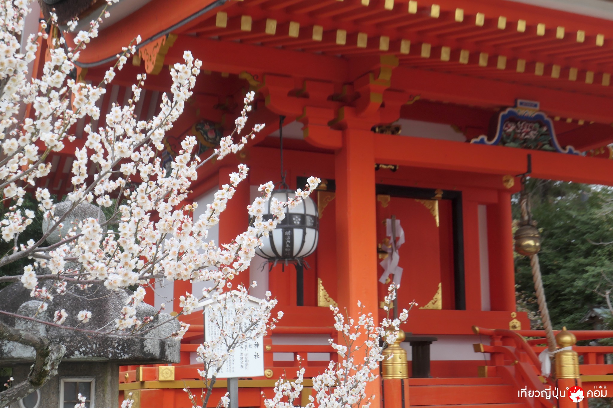 Kyoto: เทศกาลดอกบ๊วย 2,000 ต้นที่ศาลเจ้า Kitano Tenmangu ในเกียวโต