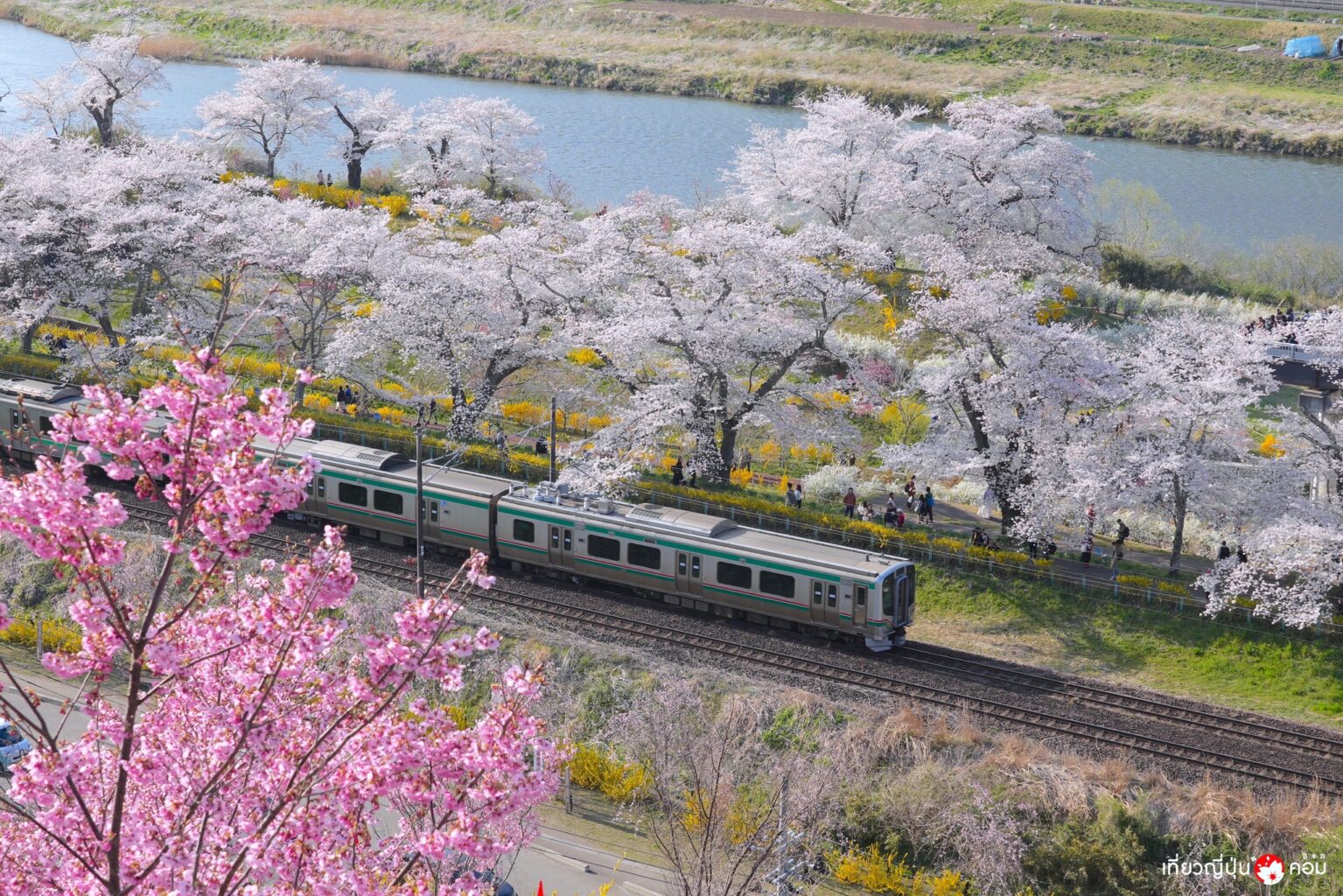 Tohoku: ทริปชมซากุระในโทโฮคุ ช่วงวันหยุดสงกรานต์ (มิยางิ-ฟุคุชิมะ-ยามางาตะ)